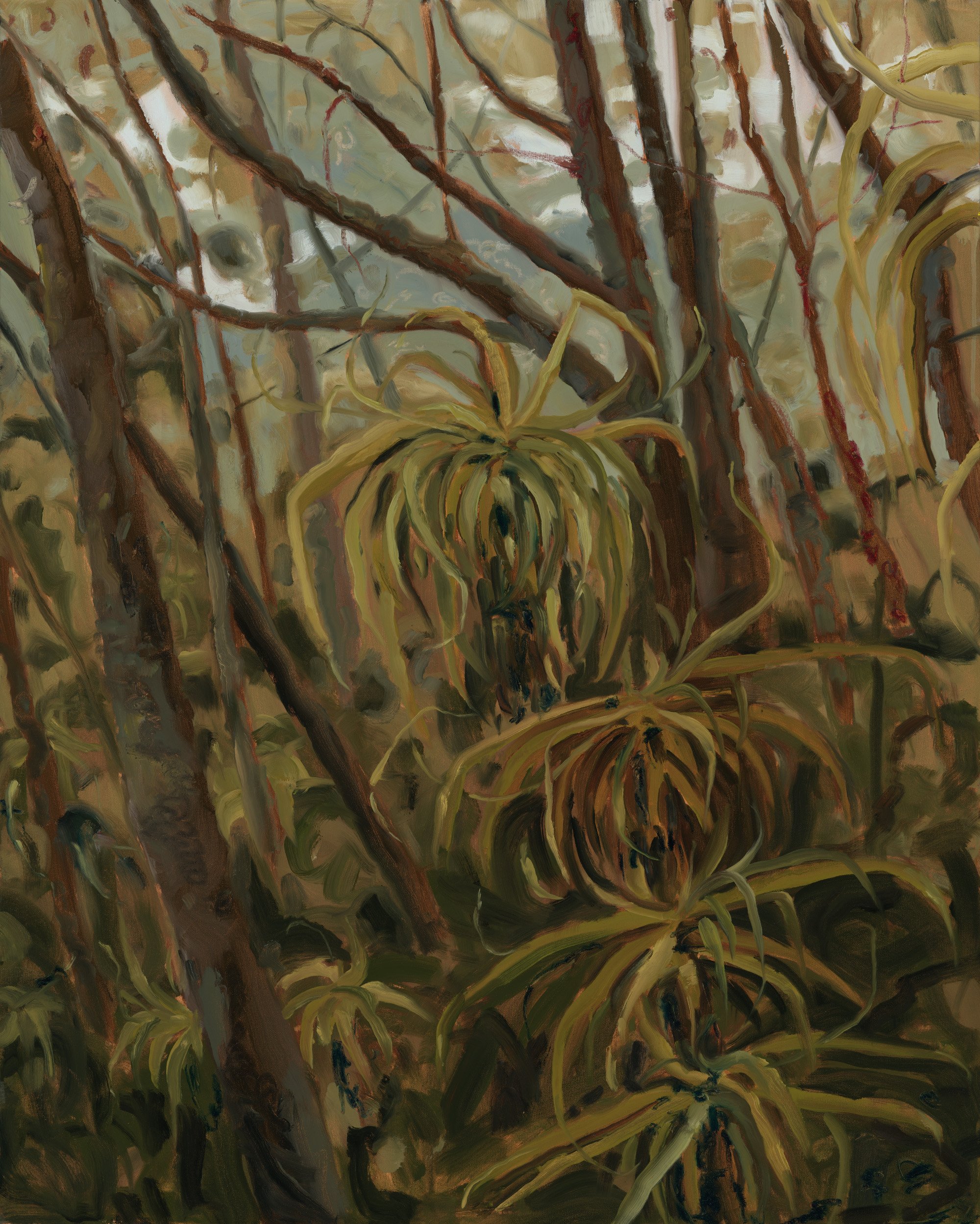 Madeline Sewall - Forest Floor