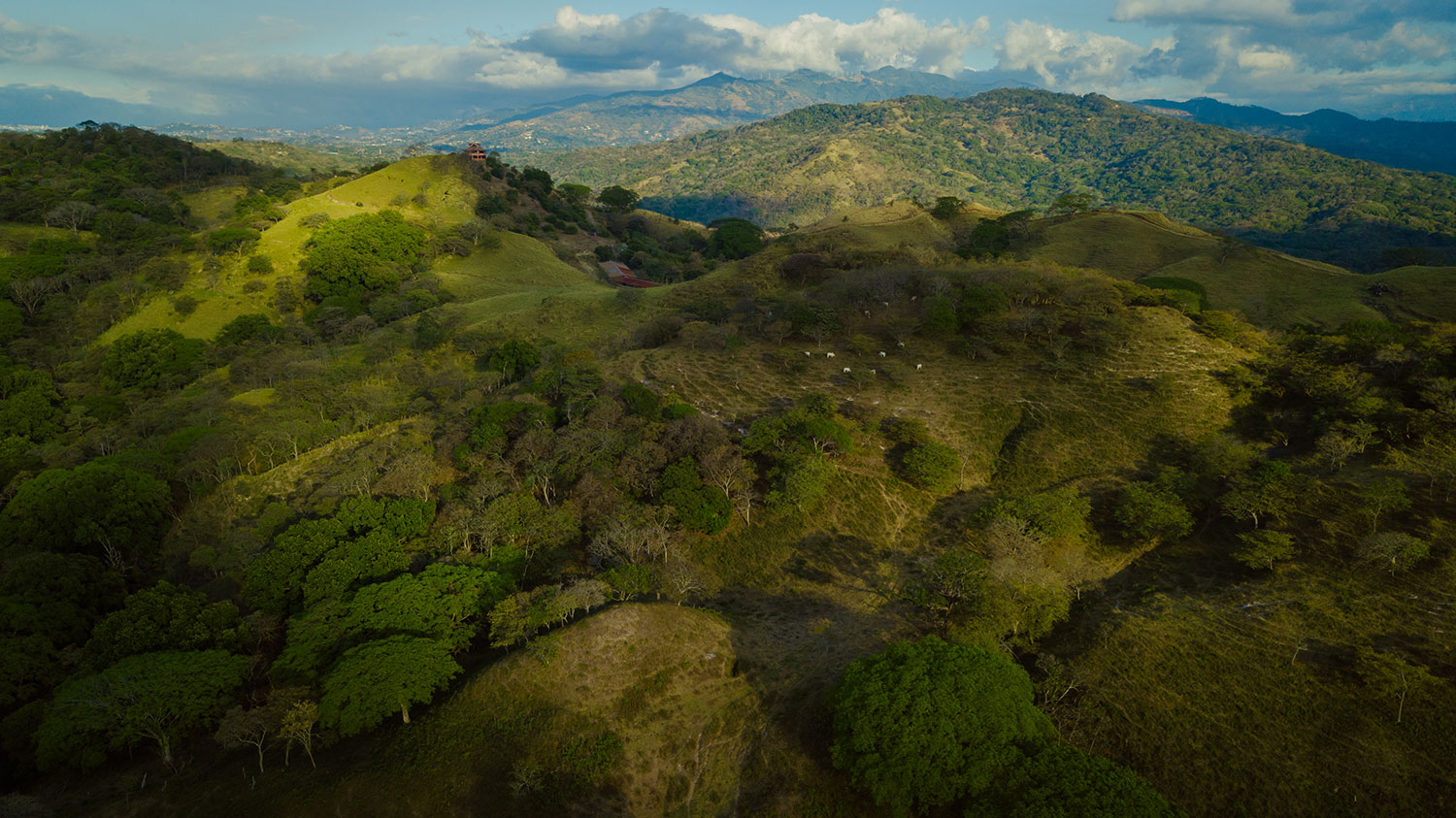 web-aerial-cows.jpg