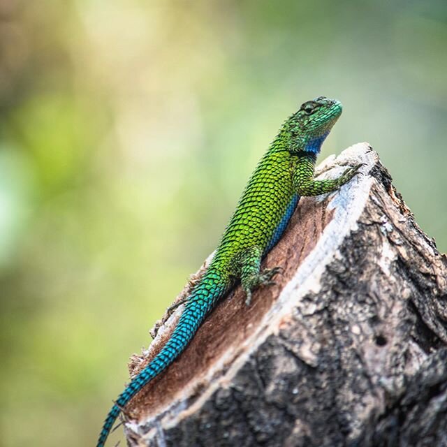 One of a few magical visitors today. 💚😍💙 While editing an online course for the wise beyond his years @rodolfo.carrillo I looked out my window and got as excited as a 5 year old on Christmas. 🎁 
I can&rsquo;t say I&rsquo;ve ever seen a reptile so