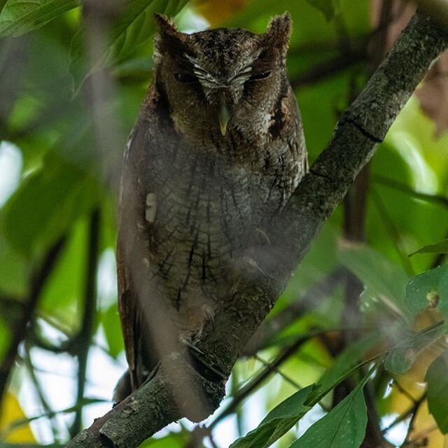 Sorry to disturb your afternoon siesta. 🦉🦉 two of our nocturnal neighbors living pura vida to the fullest 💚

#owl #owls #owlsofinstagram #siesta #puravida #wildlife #birdwatching #naturelover