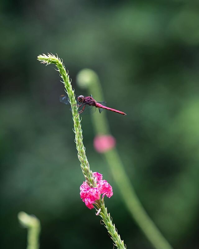 More visits from magic creatures 🐉 💕💚✨ #dragonfly #green #pink #pinklady #magic #nature #gracias #bugs #vibrant