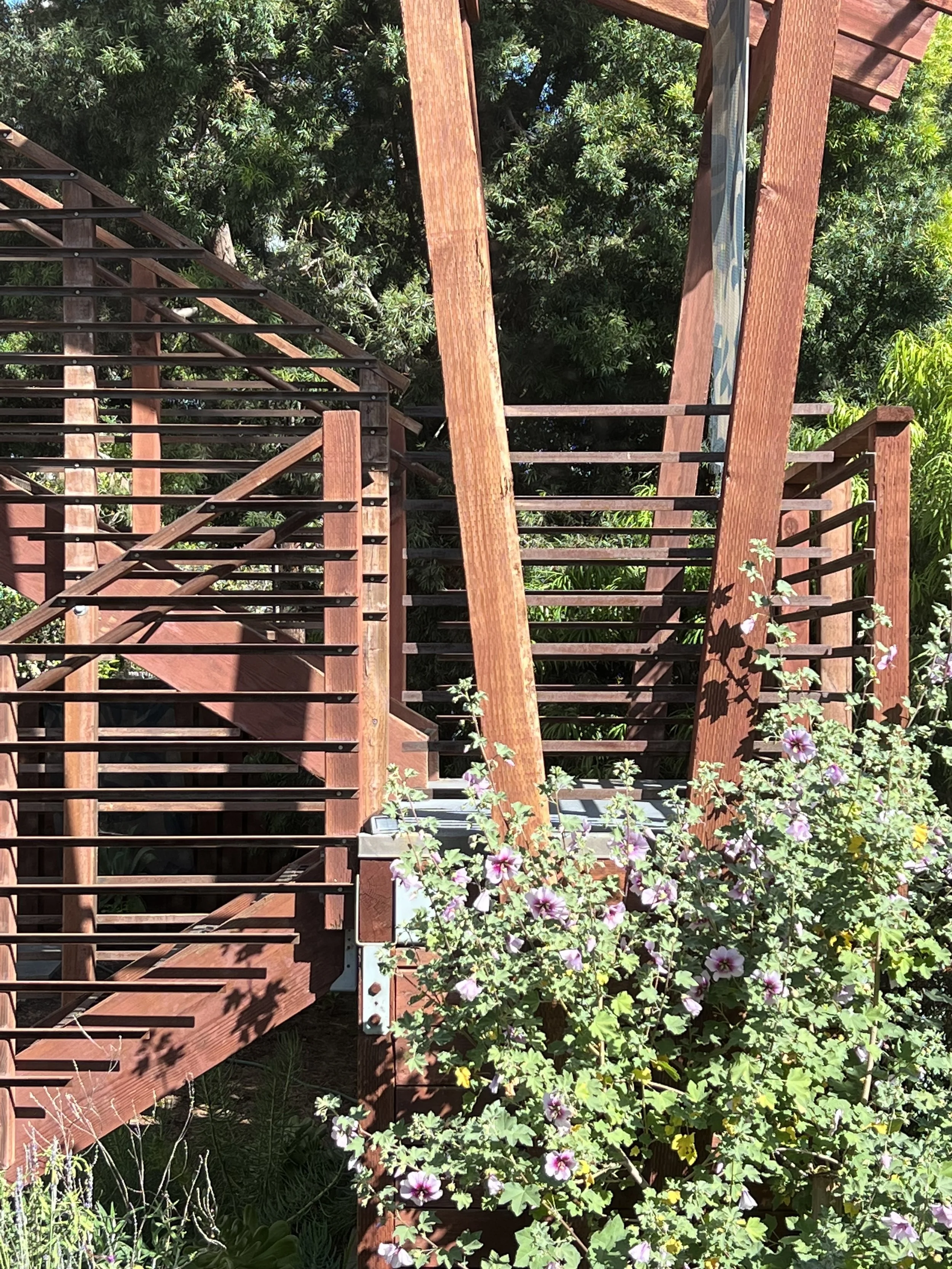 2023-04 Hubbard Stairs Mallow.JPG