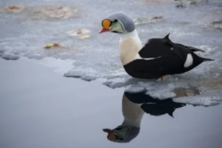 Arctic geese Baffin Safari.jpg