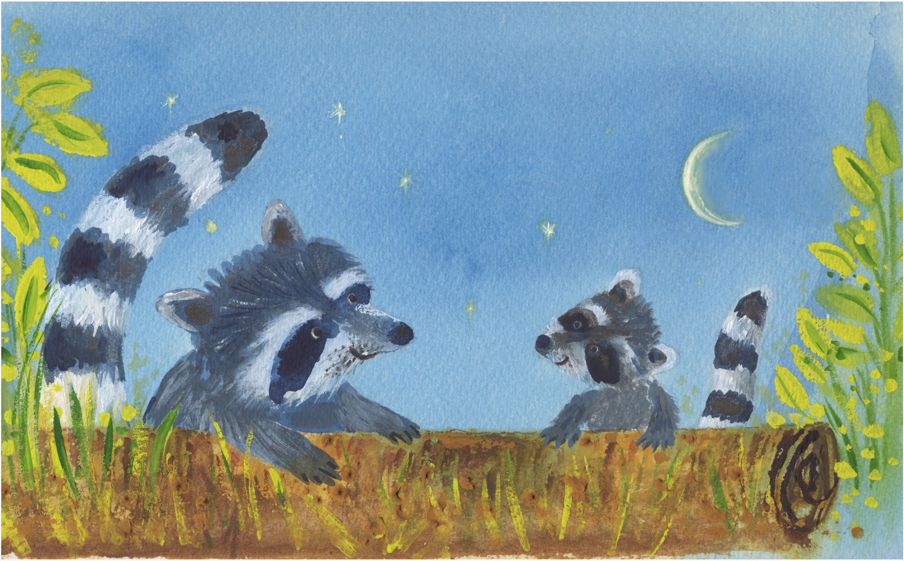 racoons_3.jpeg