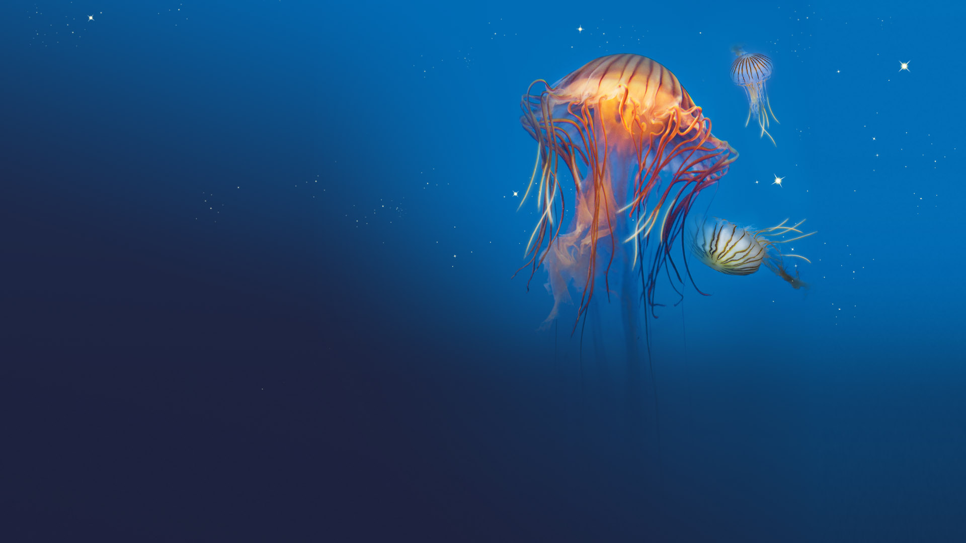 L'aquarium de La Rochelle vaut bien une visite.