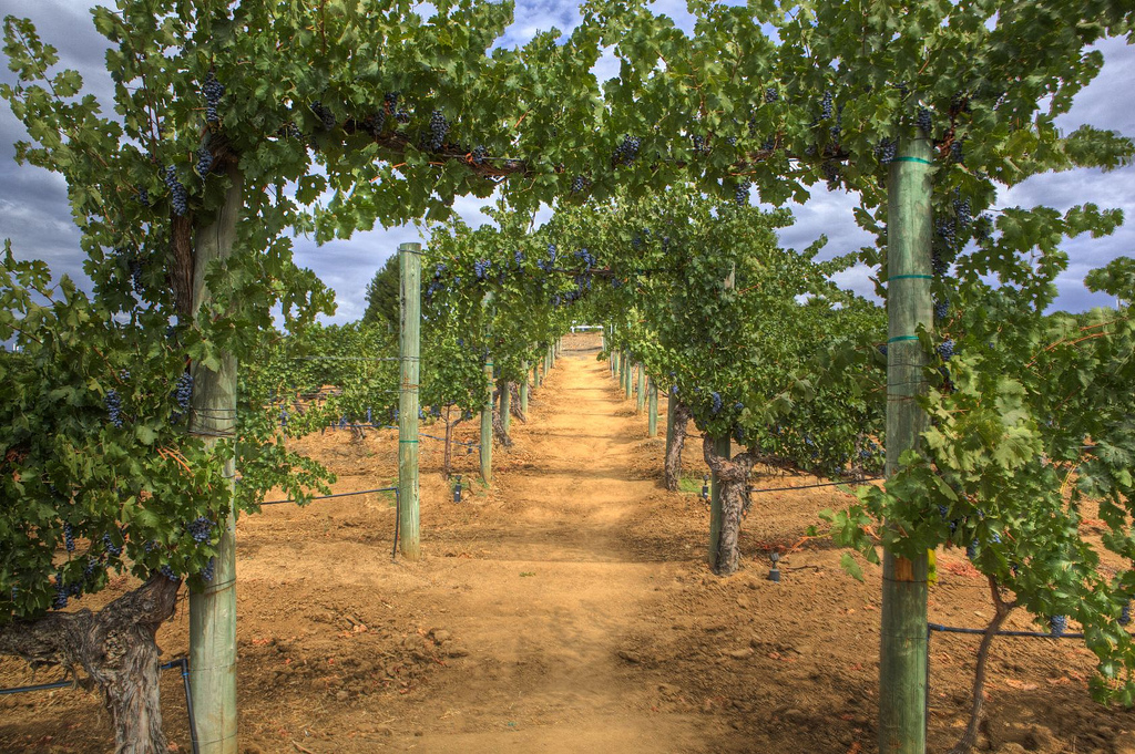Explorez les vignobles de la région de la Vendée. Tout près se trouvent les vignobles de J. Mourat et Mercier