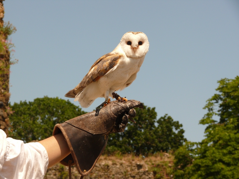 Barn owl