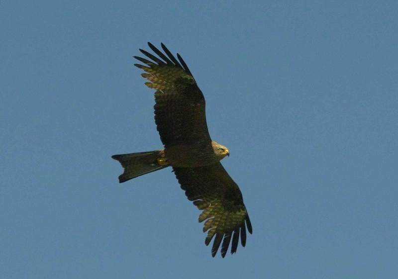 Black Kite