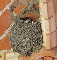 Housemartin