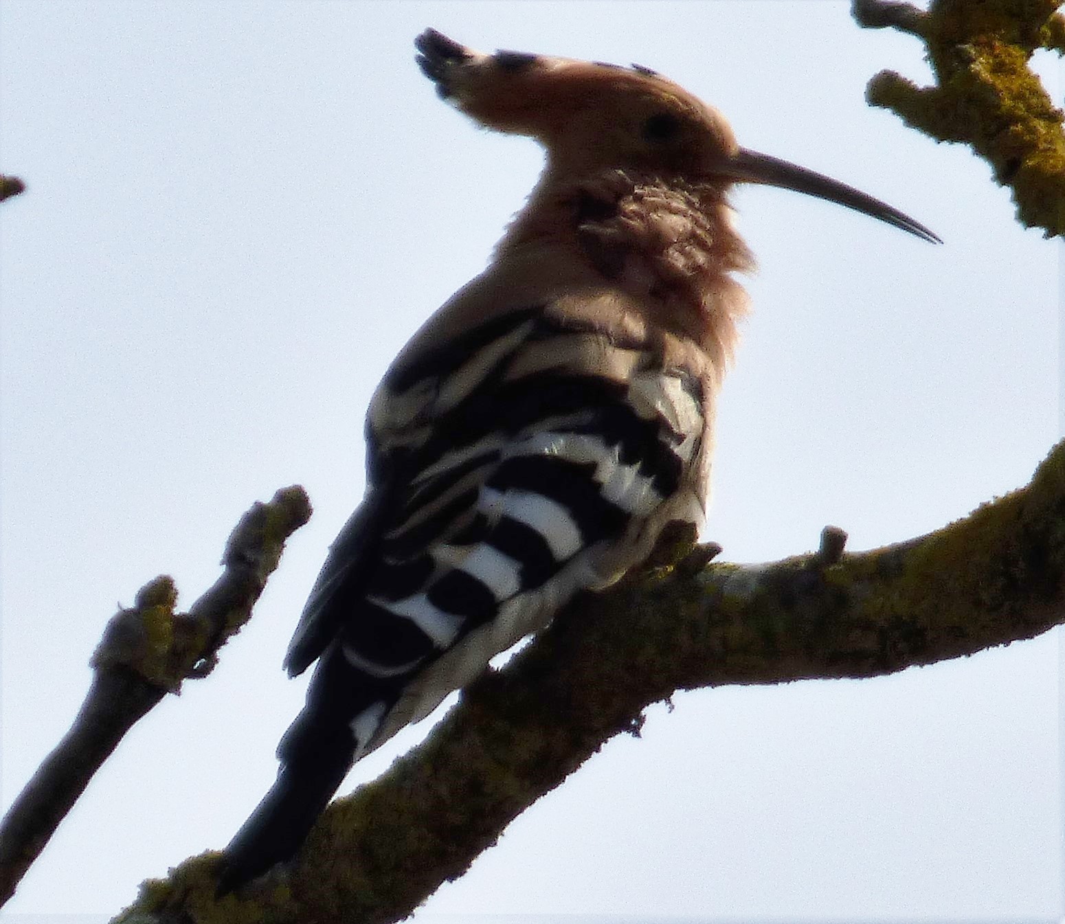 Hoopoe