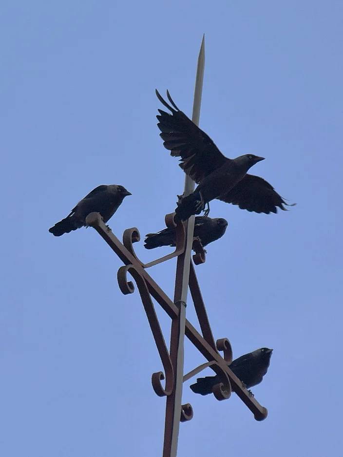 Jackdaws