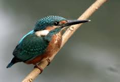 Kingfisher