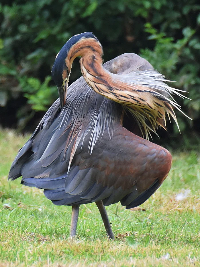 Purple heron