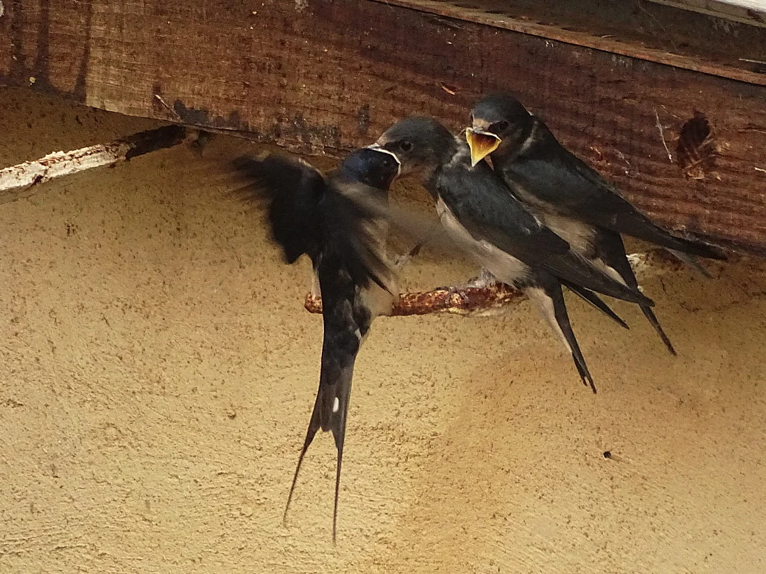 Swallows