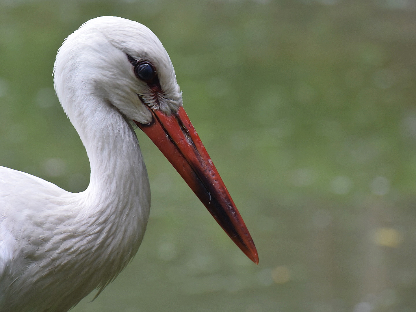 white stork