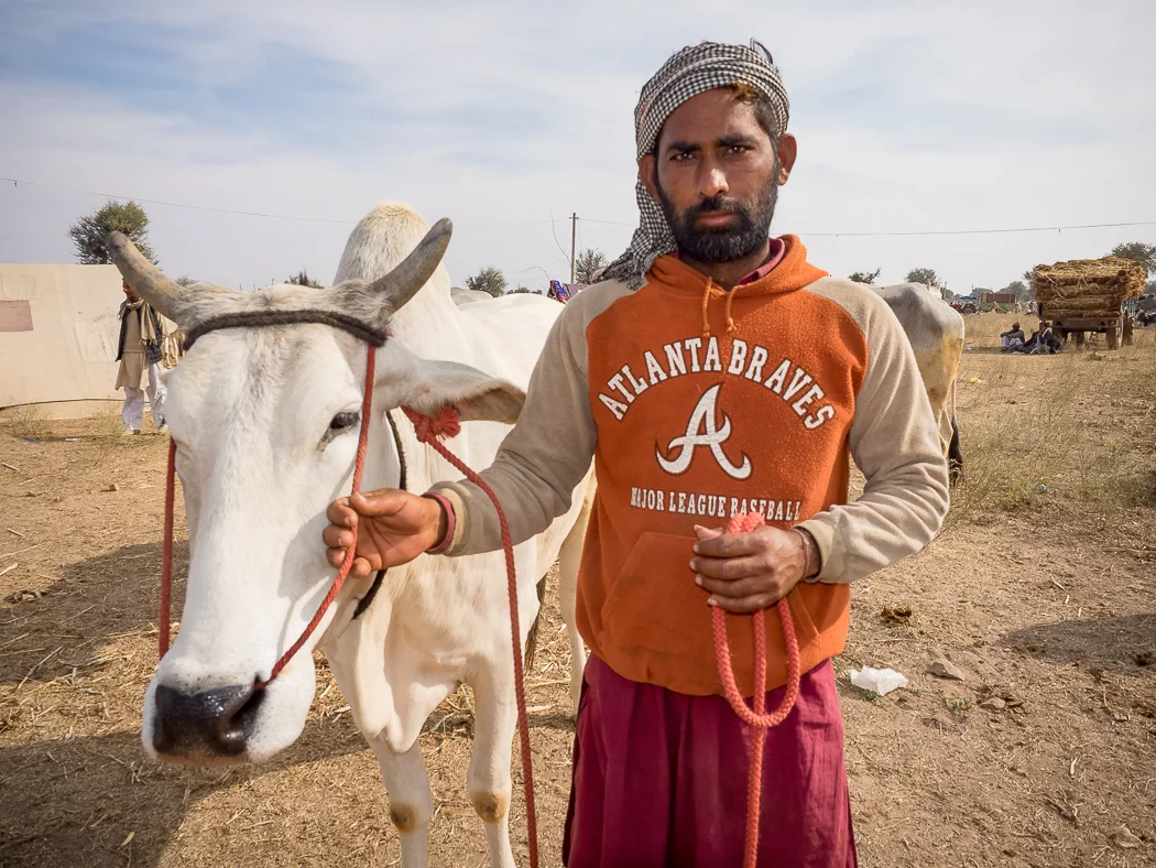Cattle Fair in Nagaur