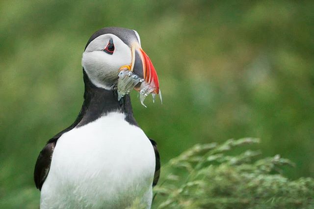 I've longed to capture an image of an Atlantic puffin with a beak full of fish, and on this trip we hit the money!  Roughing through high winds in the East fjords was well worth it to make this happen. Is photographing puffins on your list?

#iceland