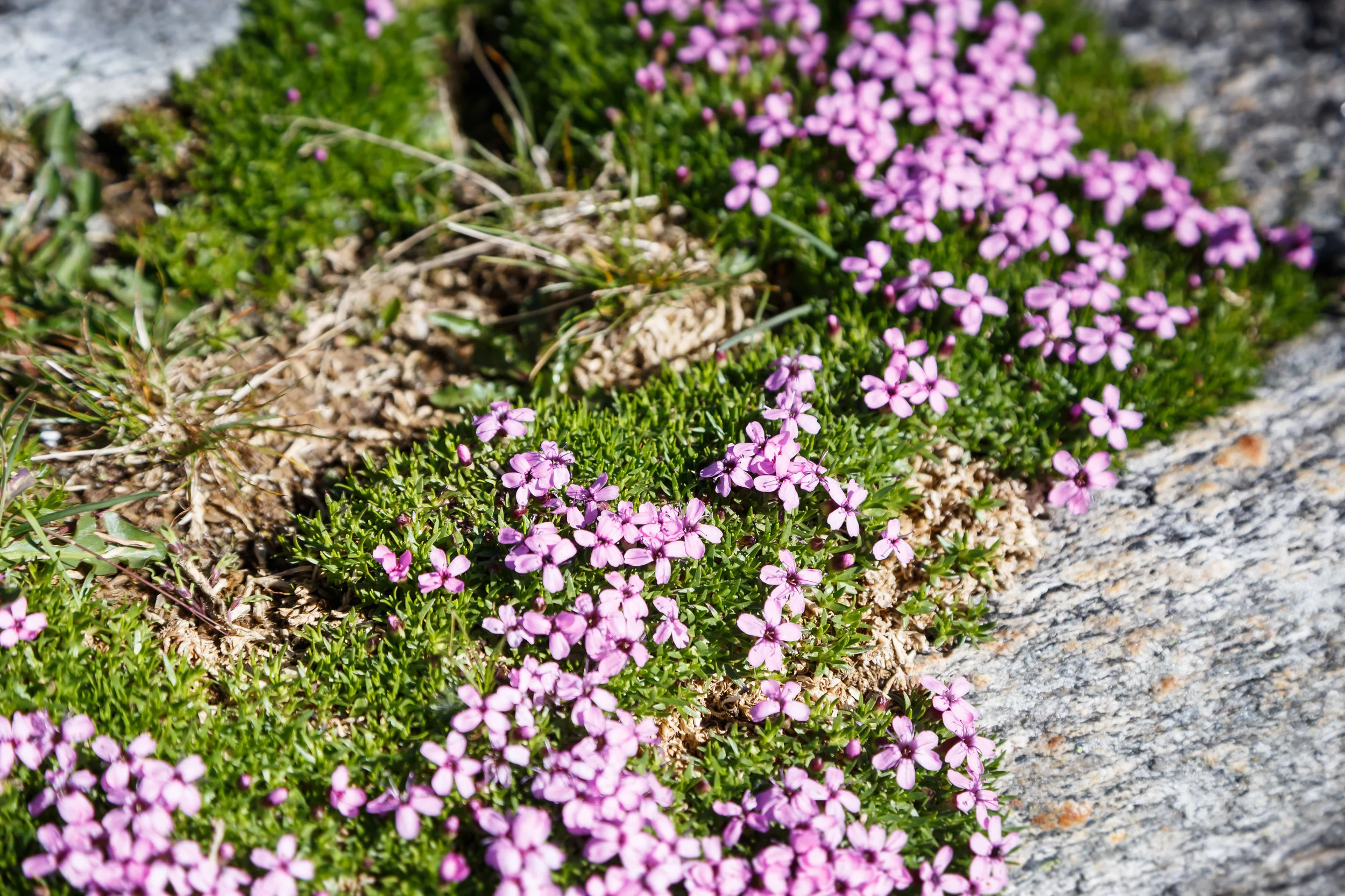 _MG_7815.jpg