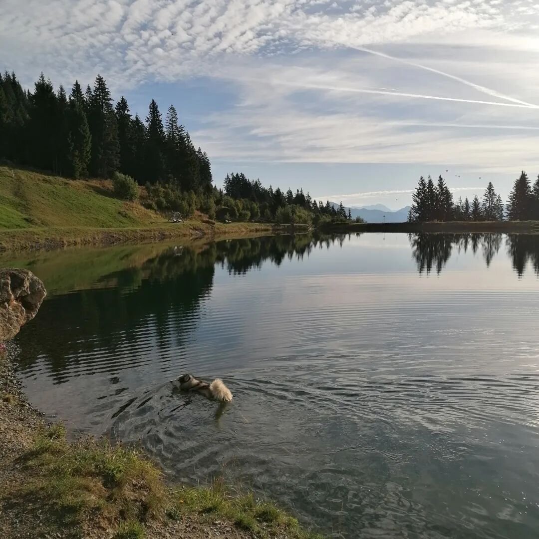 De Salv ⛰️🪂 #fr&uuml;hst&uuml;ckamberg☕️🥐☀️ #hikeandfly #verticalmovement #bergf&uuml;hrerkelchsau #huskypower #dabravebua #happylife #happywife