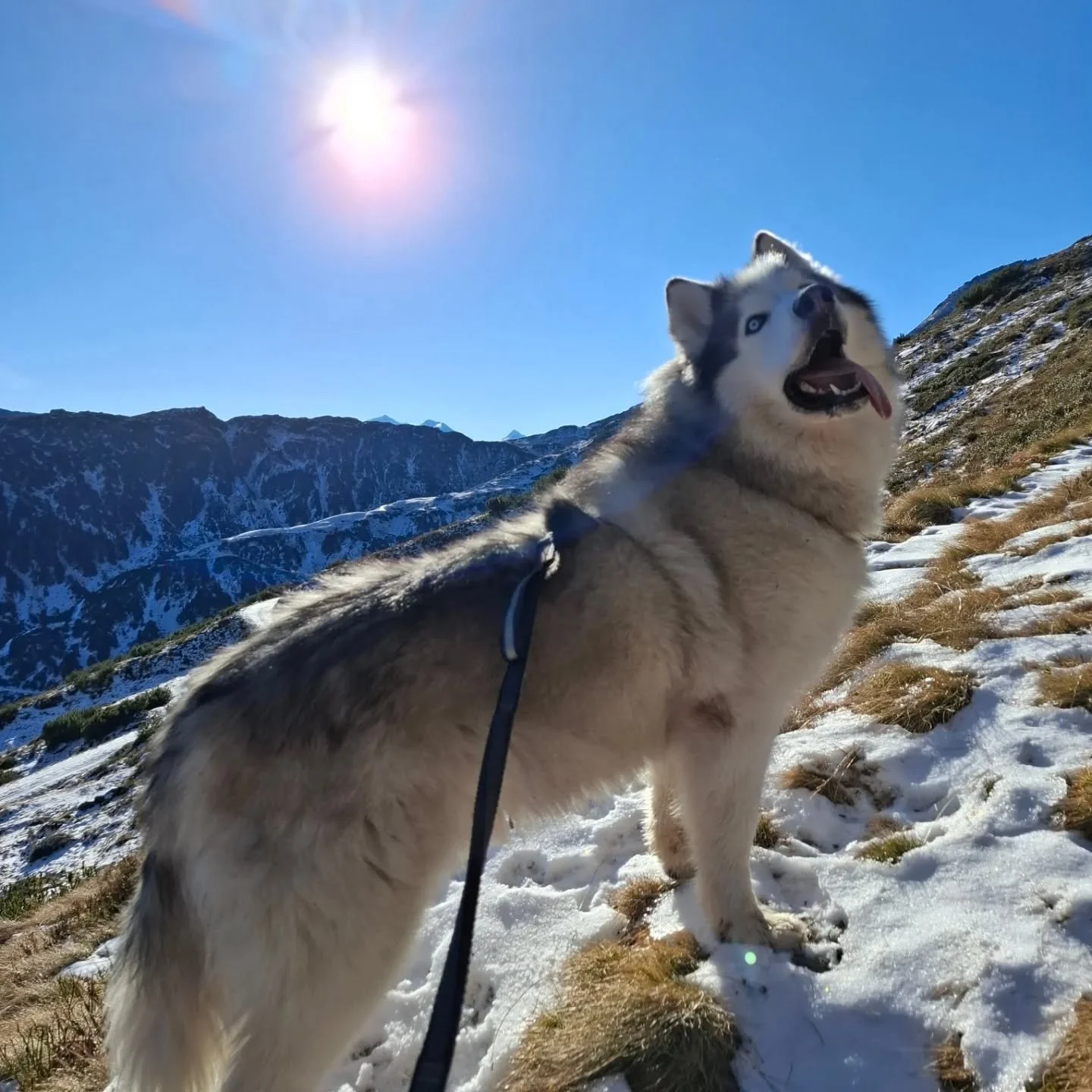 Alleine mit'n Buam am 🏔

#verticalmovement #bergf&uuml;hrerkelchsau #tirol #kr&ouml;ndelhorn #huskylove #dabuaundi💪 #ohnefrauchenistallesdoof 

@anouk_snowdog