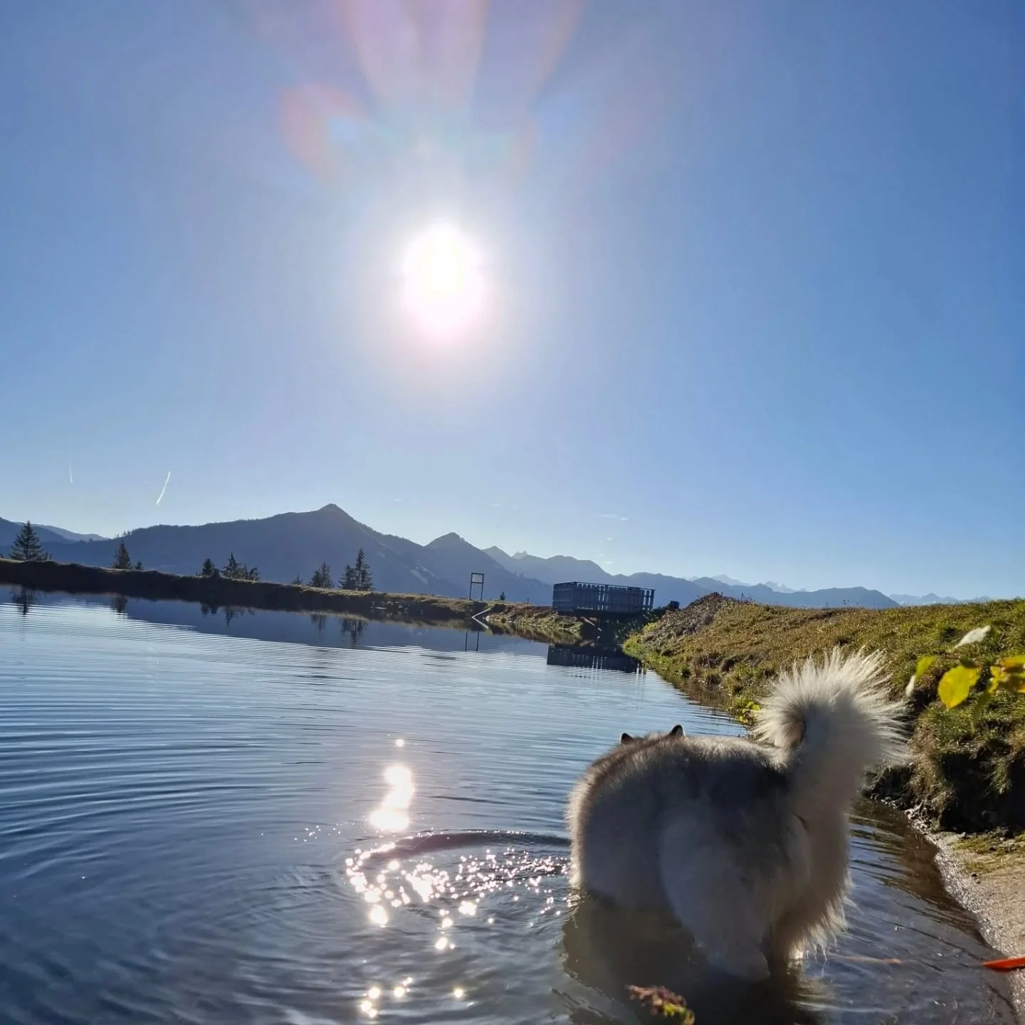 Fr&uuml;hst&uuml;ck am Berg 🍁 ⛰️ ☀️ ☕️
#verticalmovement #bergf&uuml;hrerkelchsau #fr&uuml;hst&uuml;ckamberg #huskylove #dabravebua☝️
#herbst #mountainlovers #breakfast

@anouk_snowdog