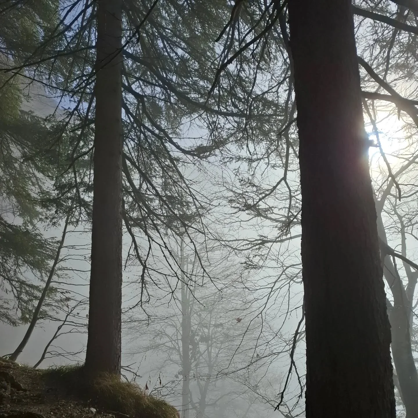 &Uuml;ber den Wolken ☁️☀️⛰️

#bergf&uuml;hrerkelchsau #bergauf #verticalmovement #huskypower #huskylove #mountainlovers #dabuaundi💪 

@anouk_snowdog