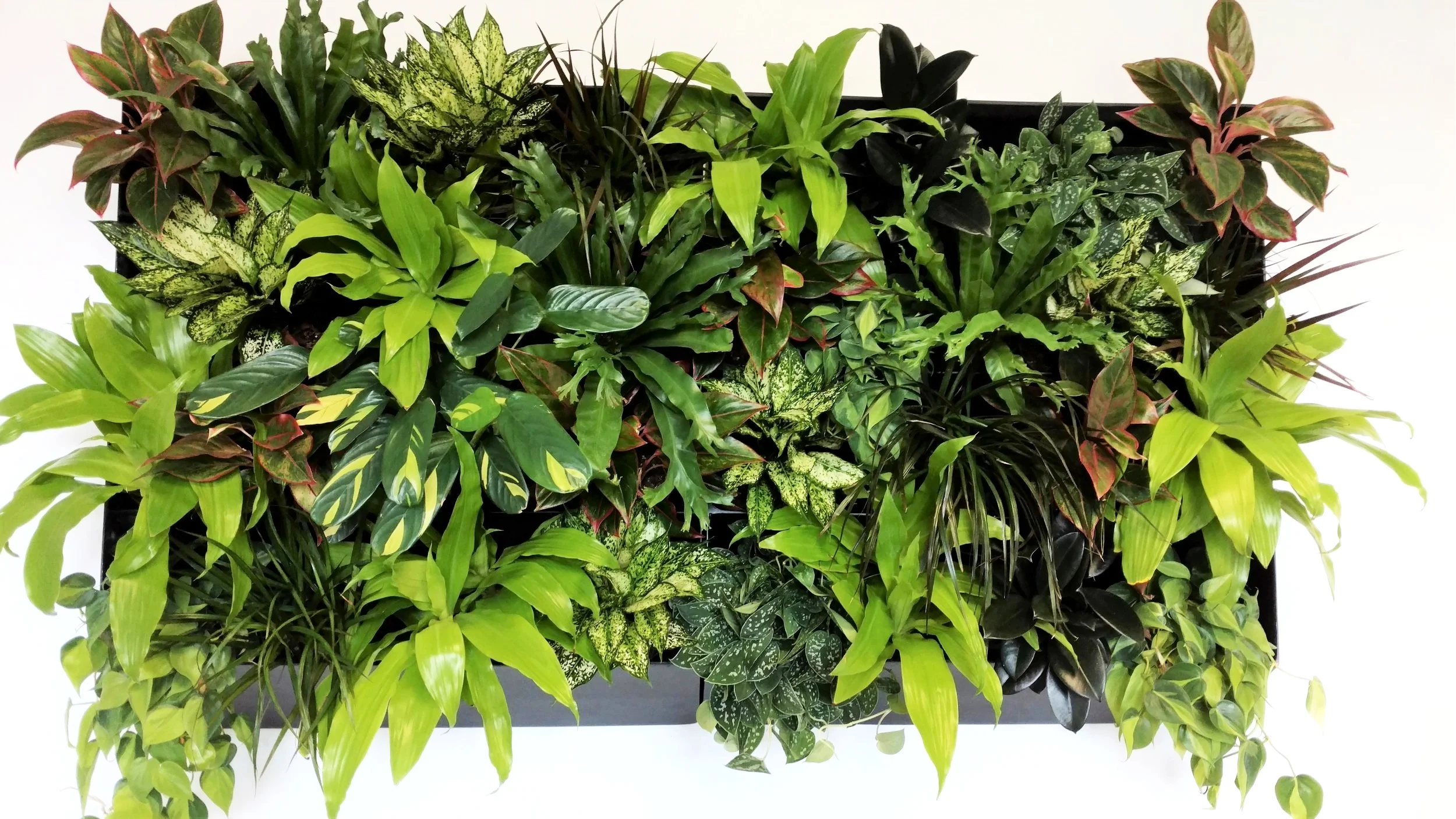 Greenhouse.jpg