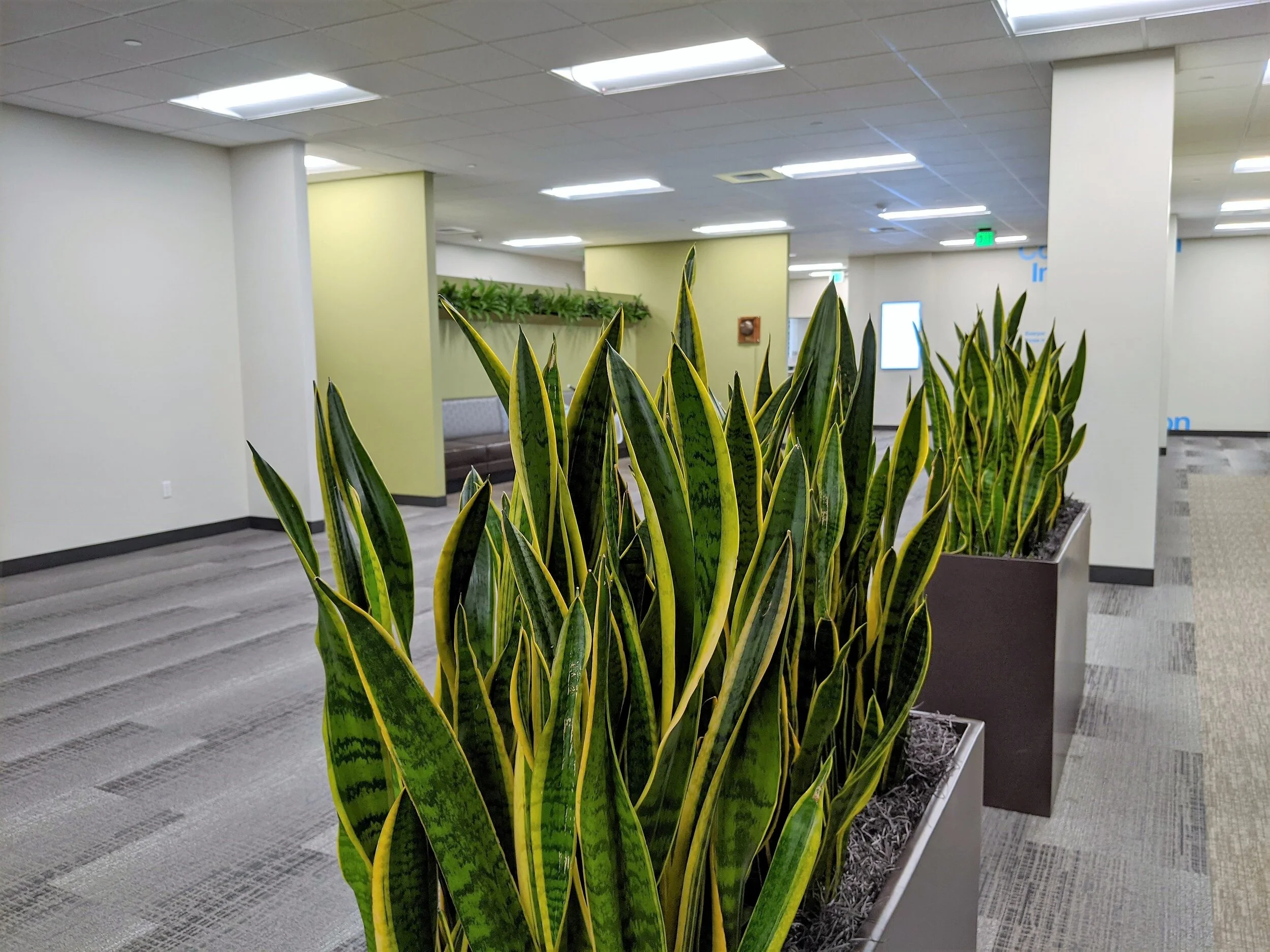 SLH Tele sans n wall2.jpg