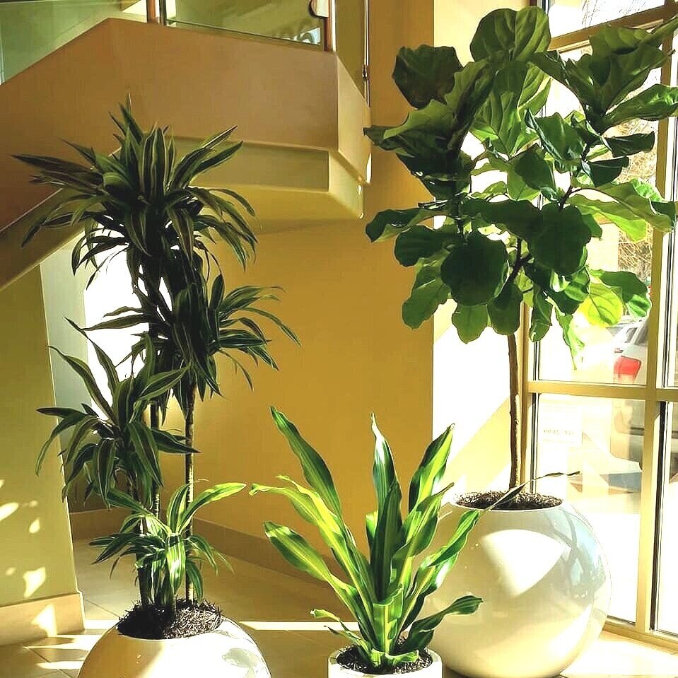 3%2Bvar%2Bheight%2Bplants%2Blobby.jpg