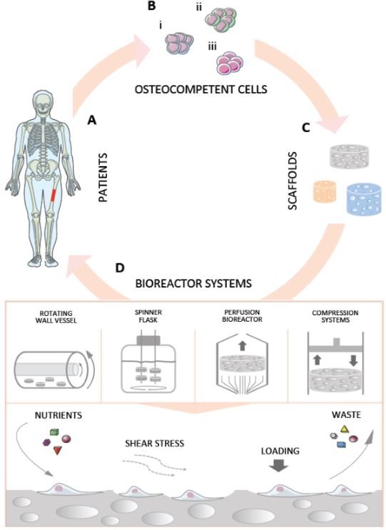 Bone tissue bioreactor