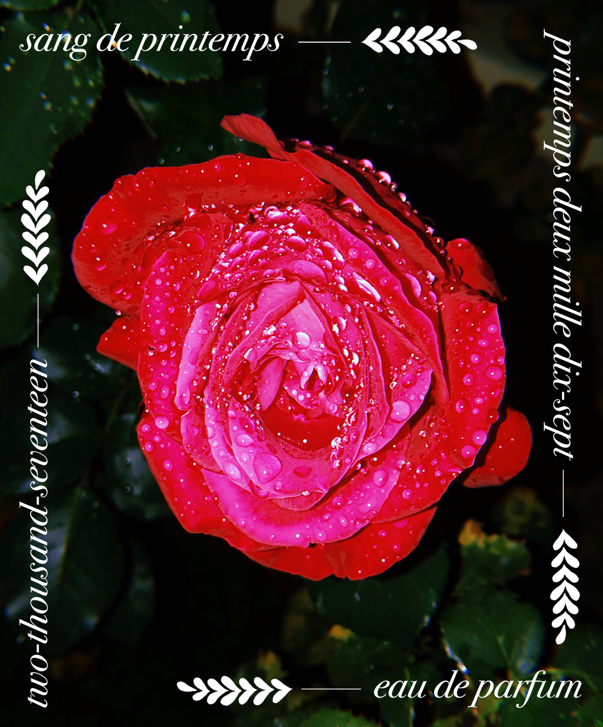 rose.png