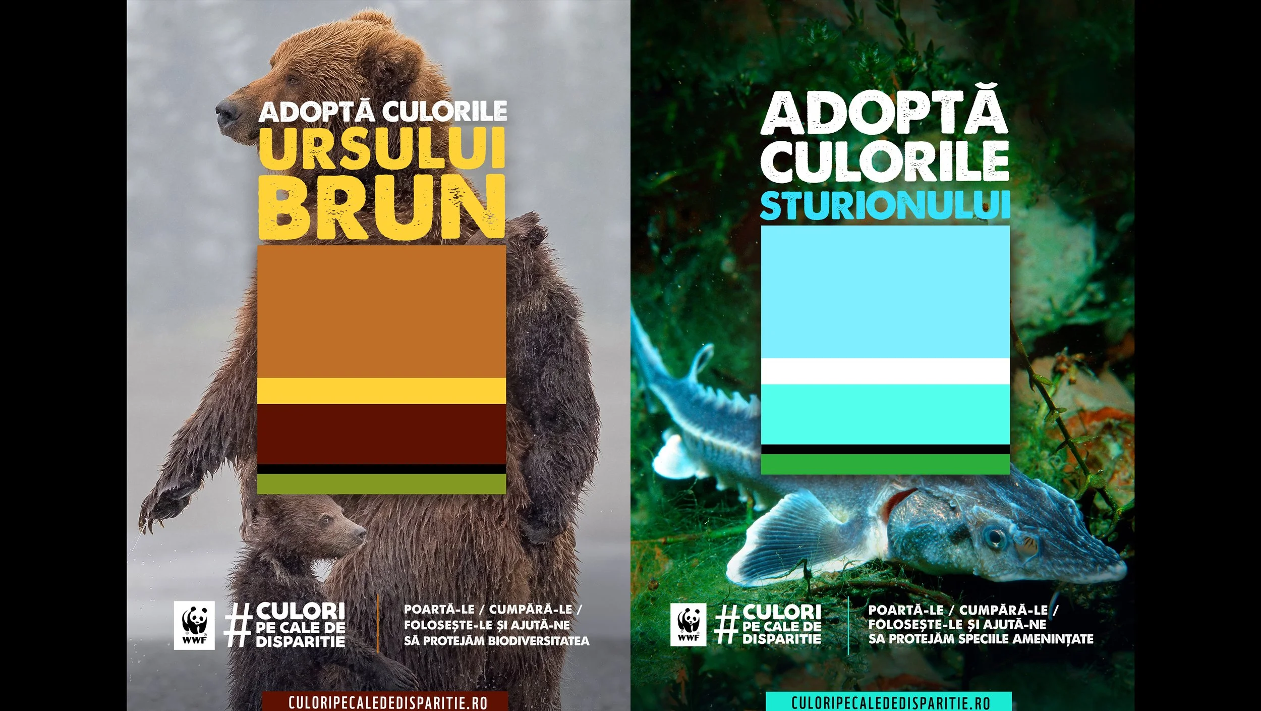 BEAR&STURION.jpg