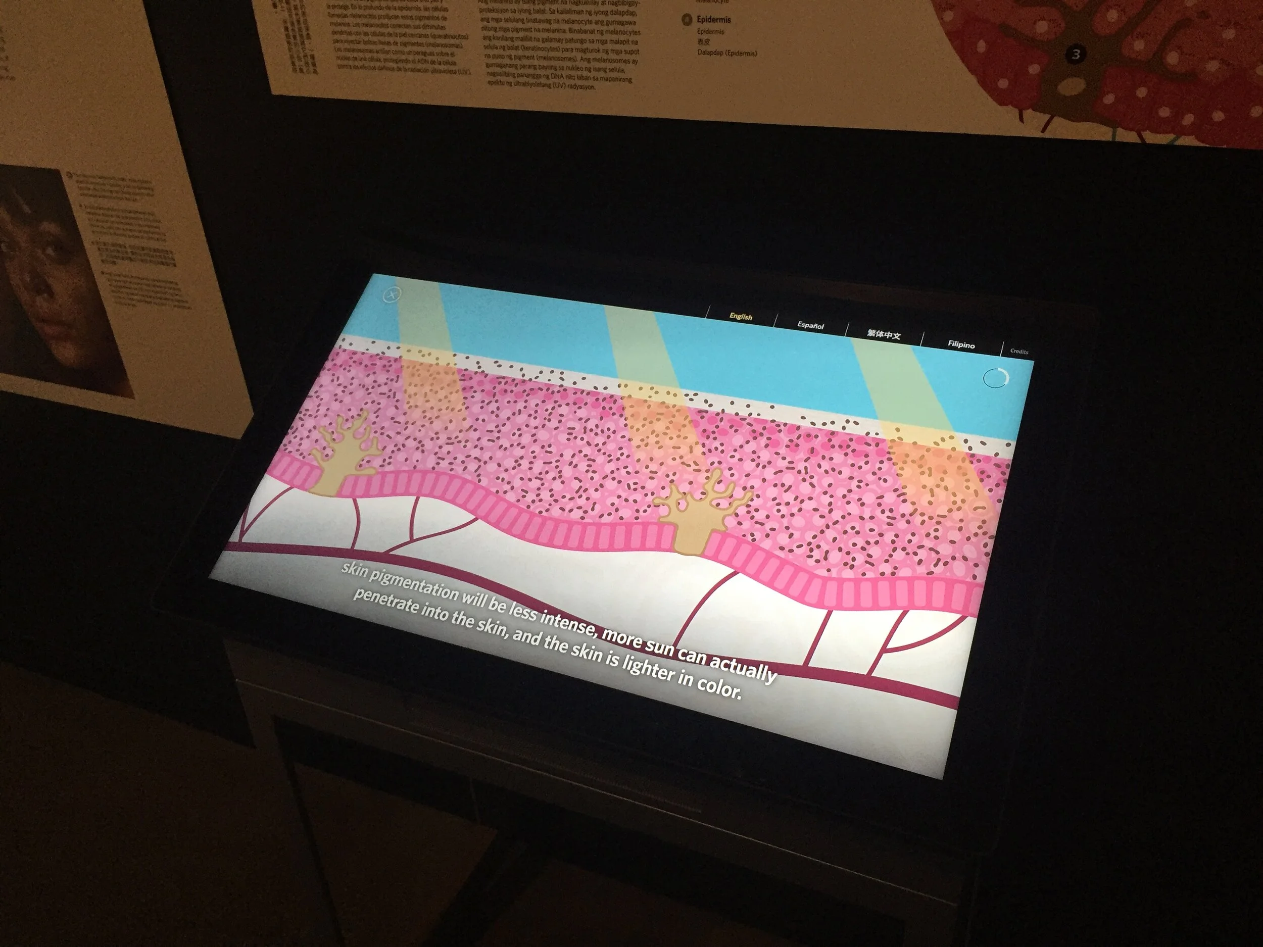 Interactive touch screen - Skins Exhibit - California Academy of Sciences