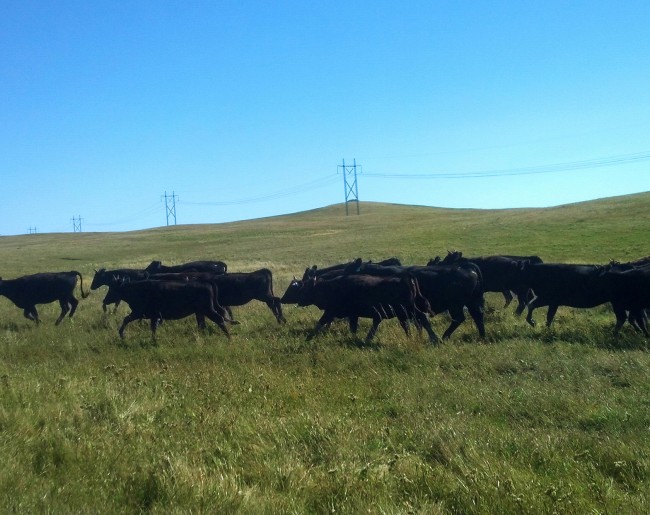 Yearlings-from-Dixon-ND-650x515.jpg