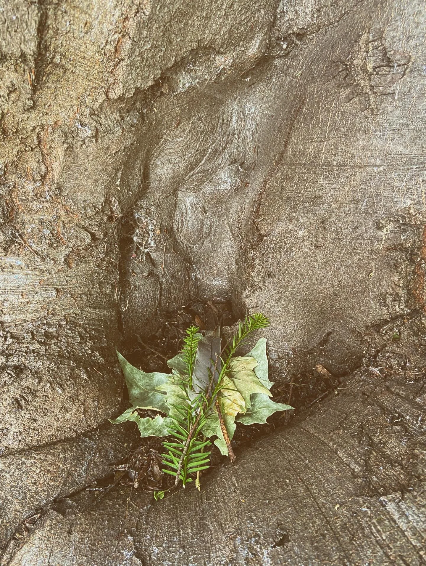 [image] - 8404428.jpeg