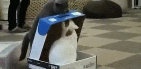 giphy (36).gif