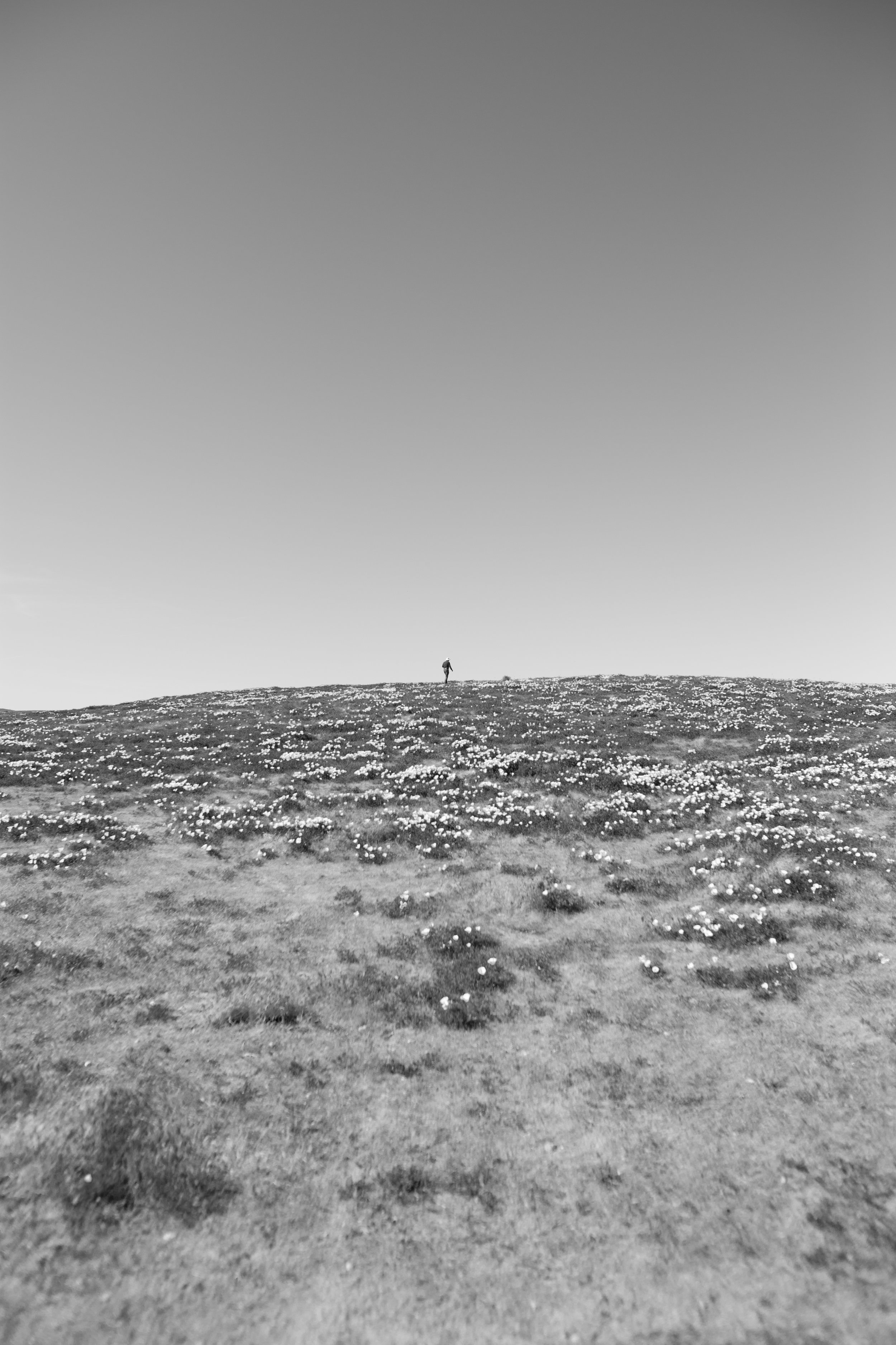 Poppy Fields 14.jpg