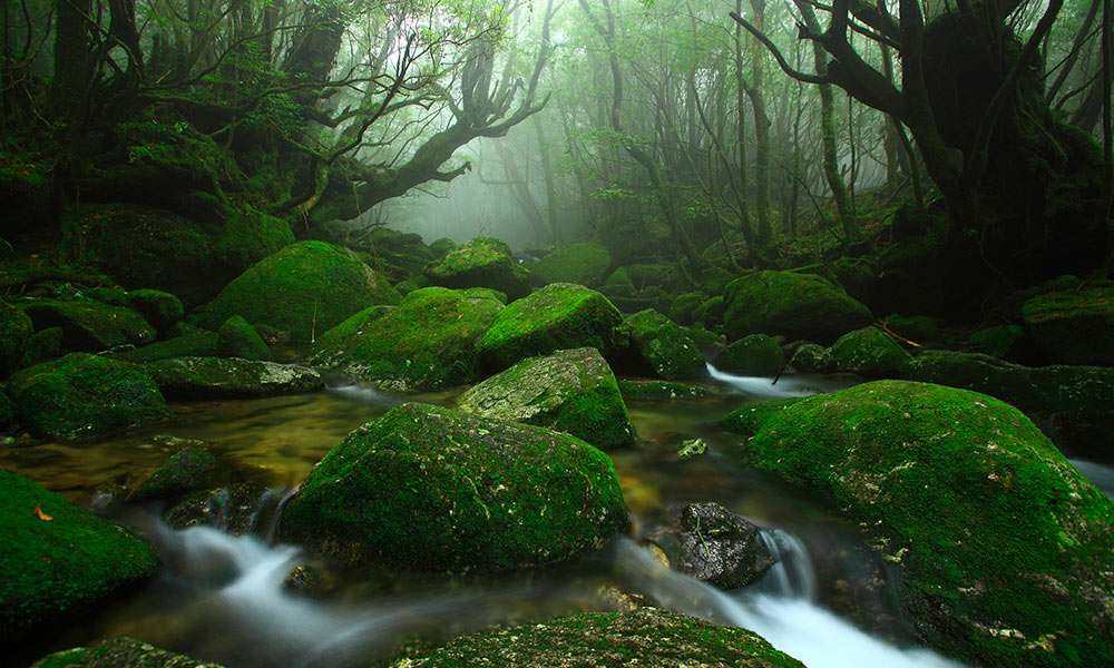 Shiratani Unsui-kyo Gorge inside what is more commonly referred to by foreigners as Mononoke Forest on Yakushima Island, only reachable via ferry. It really is this vibrantly beautiful in person.