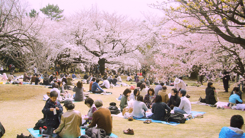 Classic hanami scene in Shinjuku Park, one of the biggest and most famous green spaces in Tokyo.