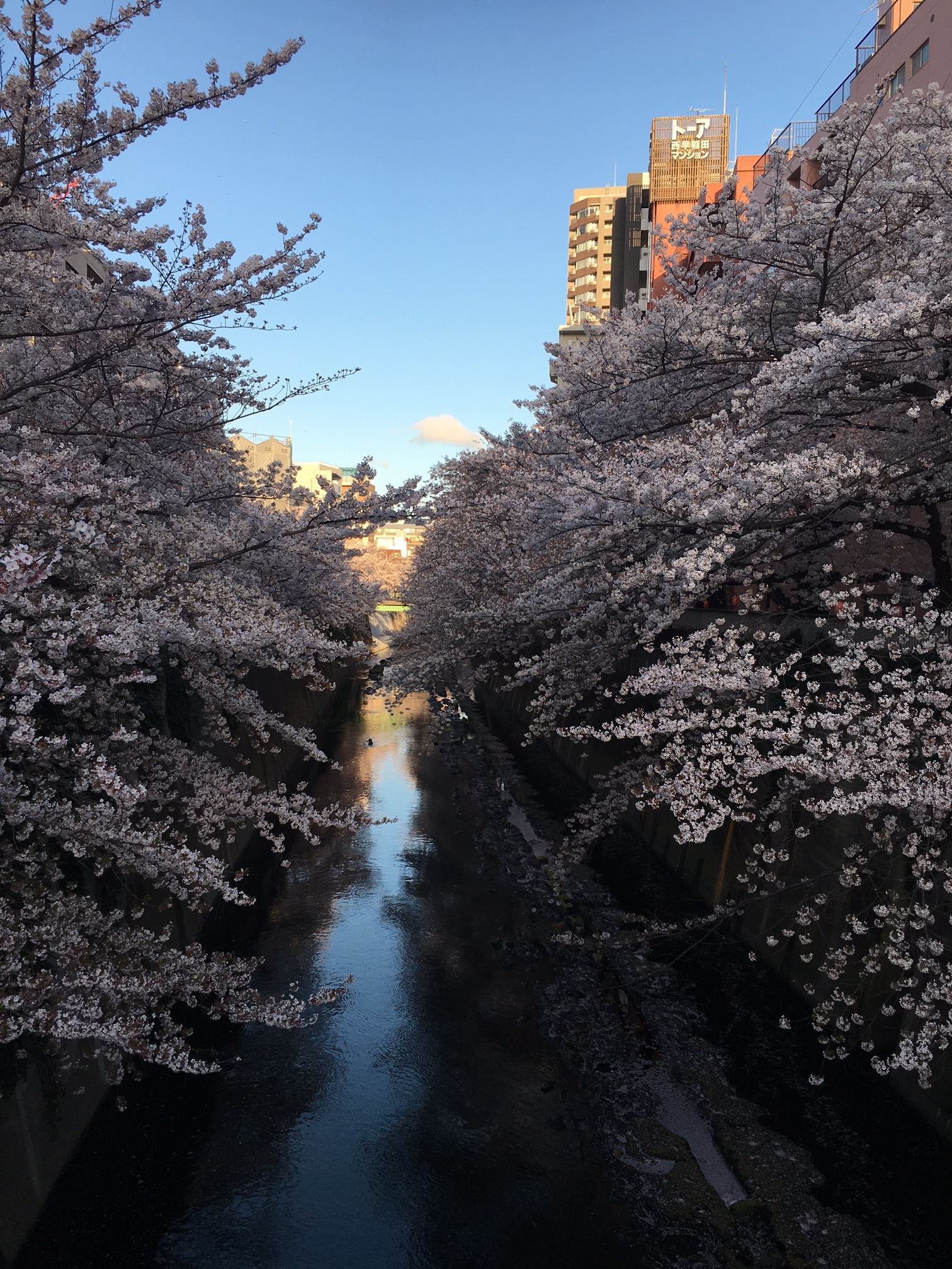 A shot of the same river. Even in the Tokyo metropolis, Japan has so much nature which makes it easy to observe the changing seasons. I really value the times when I can be alone, or at least away from the crowds, while I'm walking through the many parks and gardens which are found throughout the city.