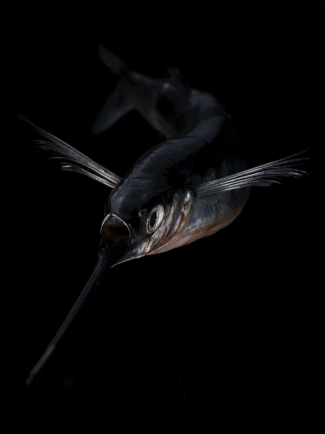 5-Schwertfisch.jpg