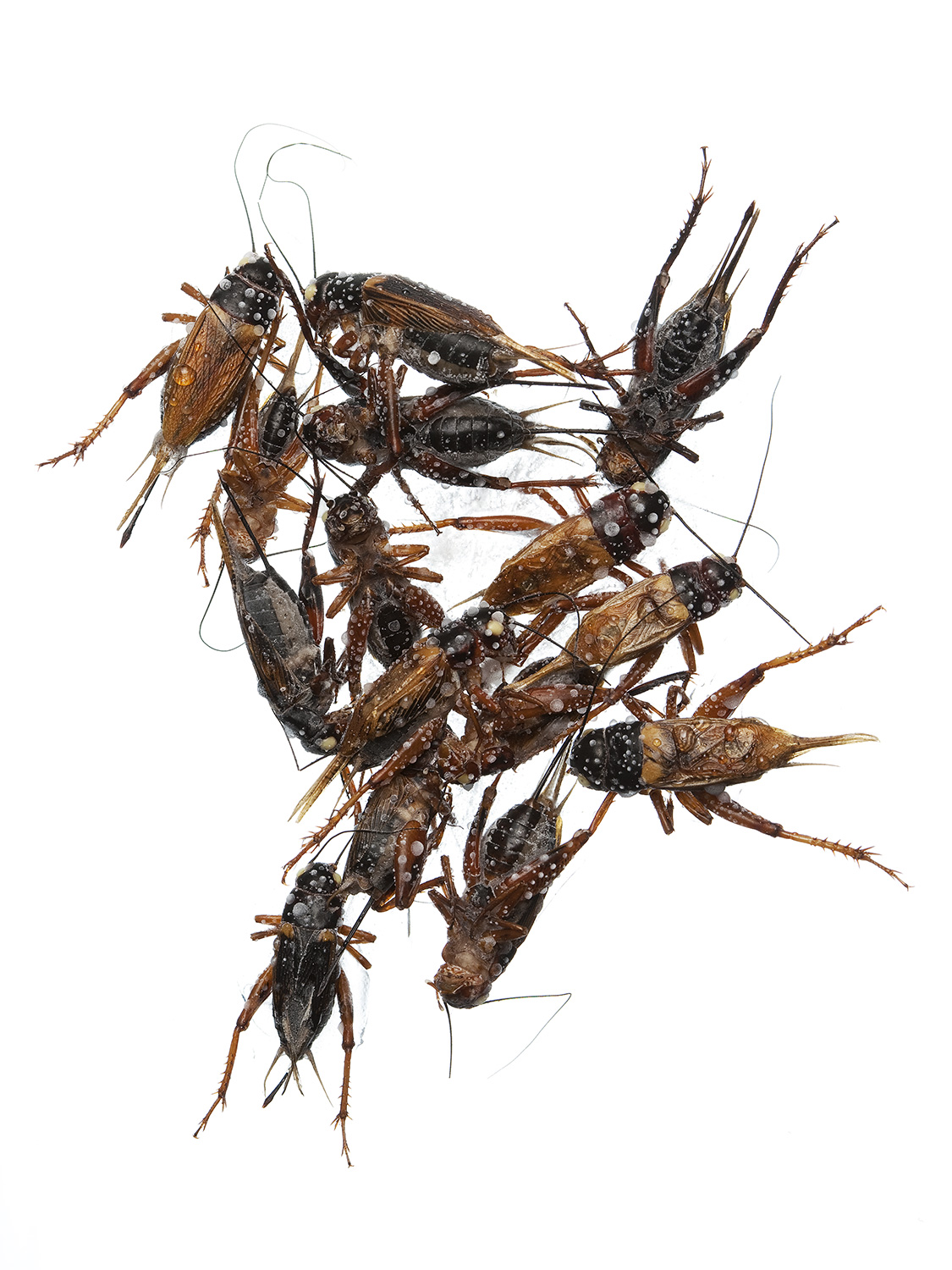 Insekten-3.jpg