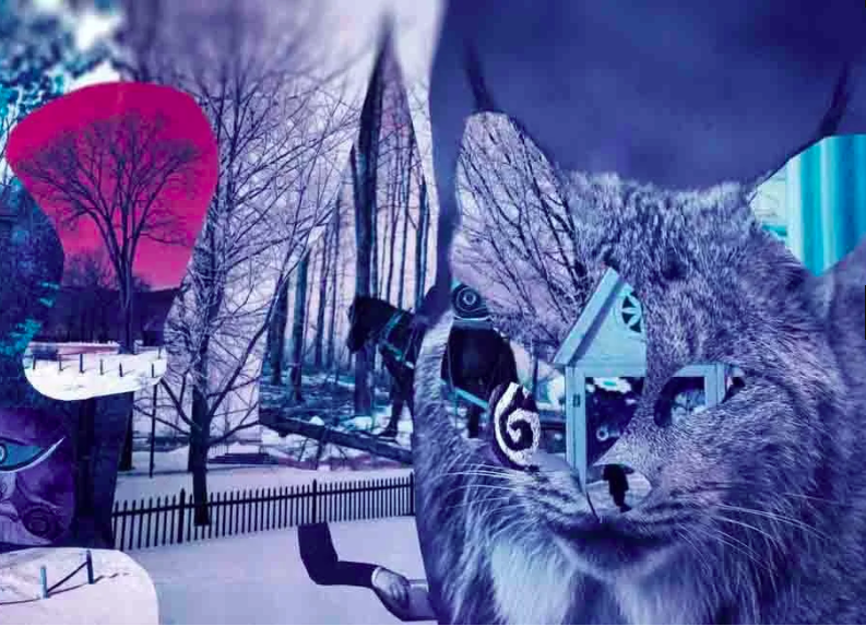 winter cat