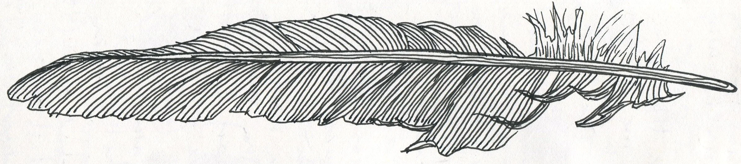 Feather_b&w.jpg