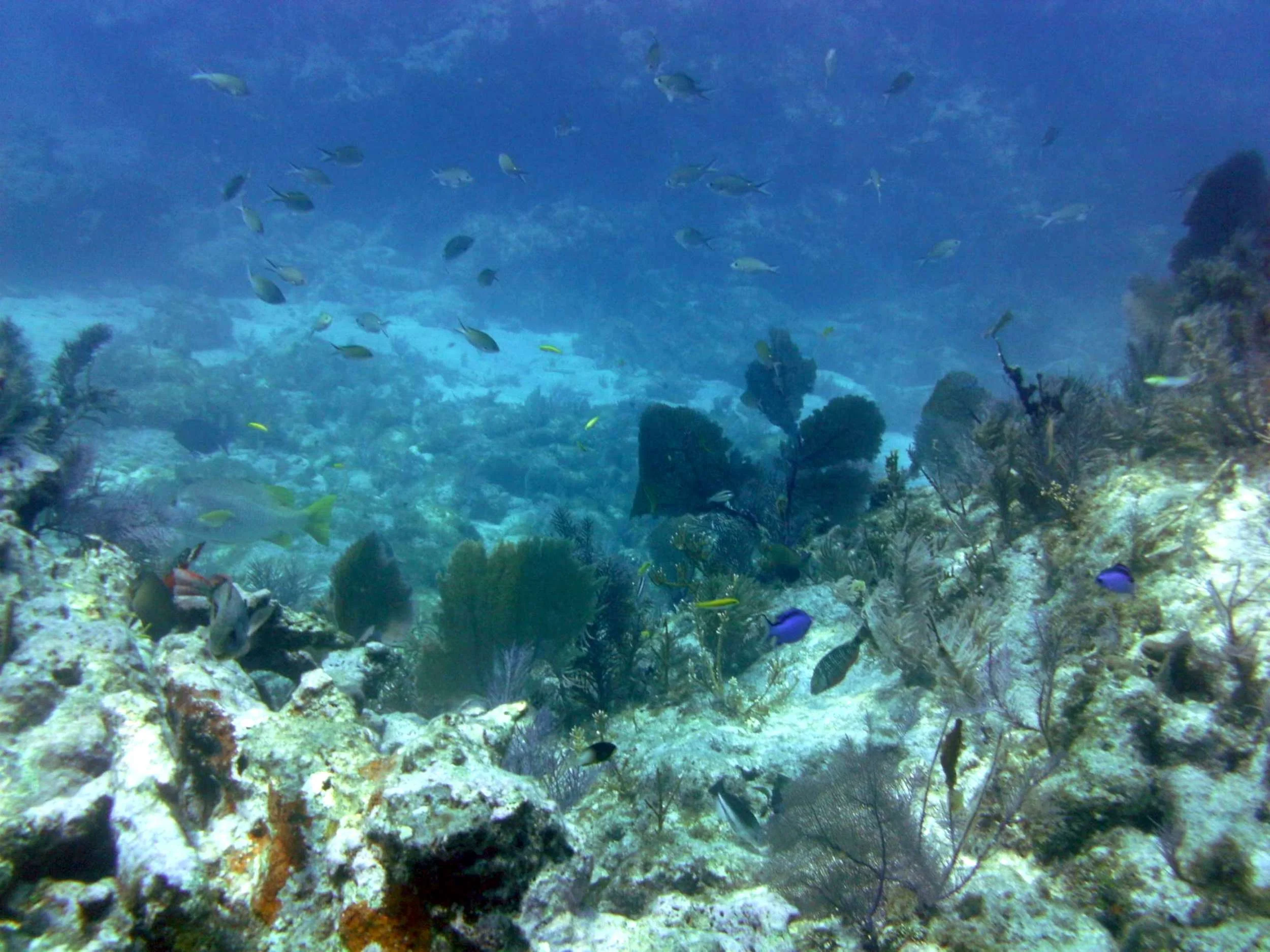2012-04-13 Diving with Captain Slate (4)-4000