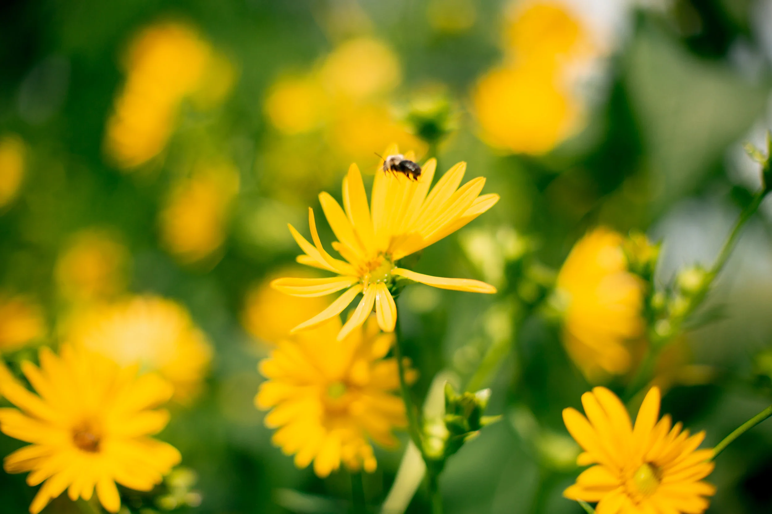 JAMAICA PLAIN, MA // 2018