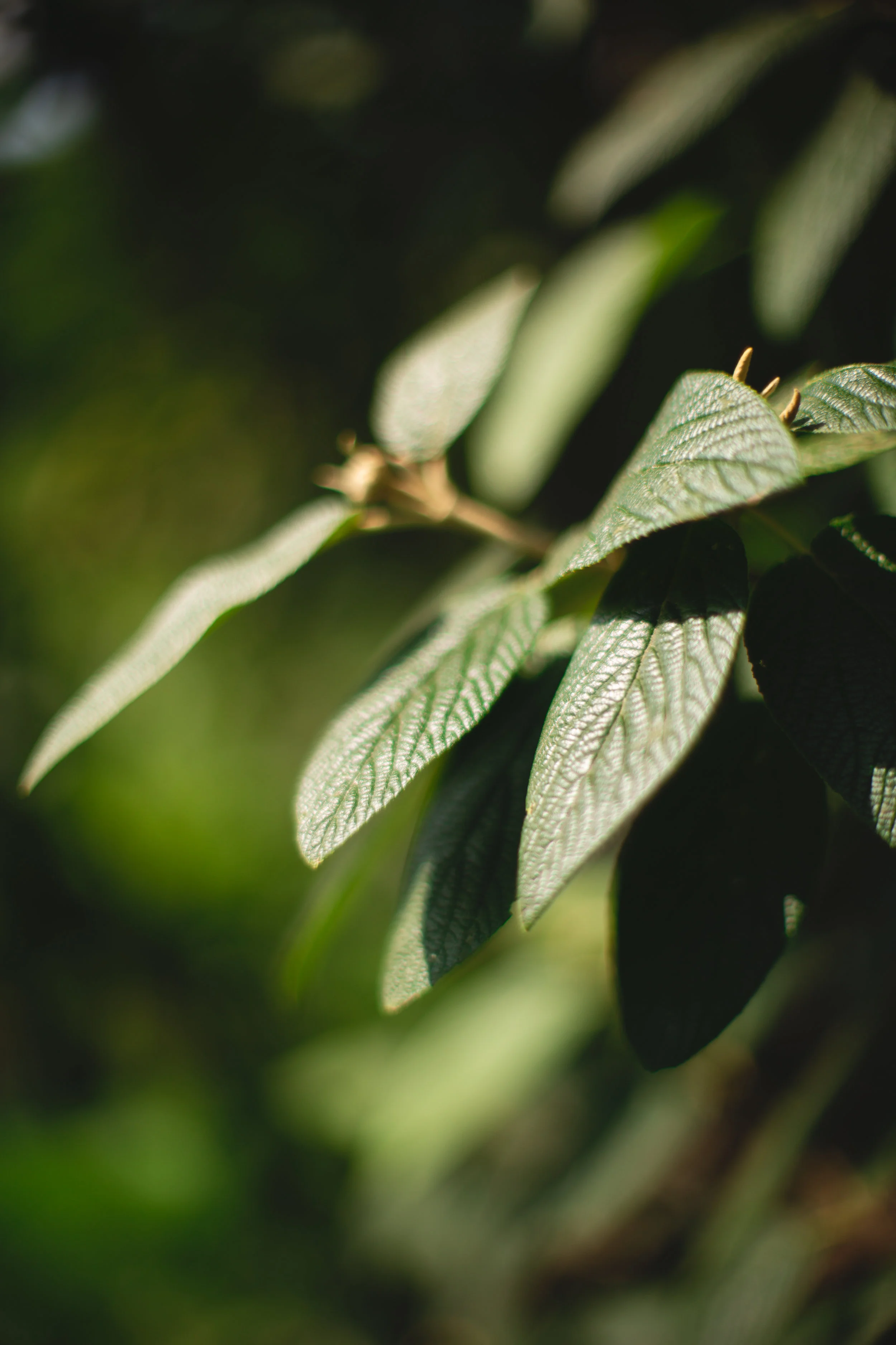 JAMAICA PLAIN, MA // 2018