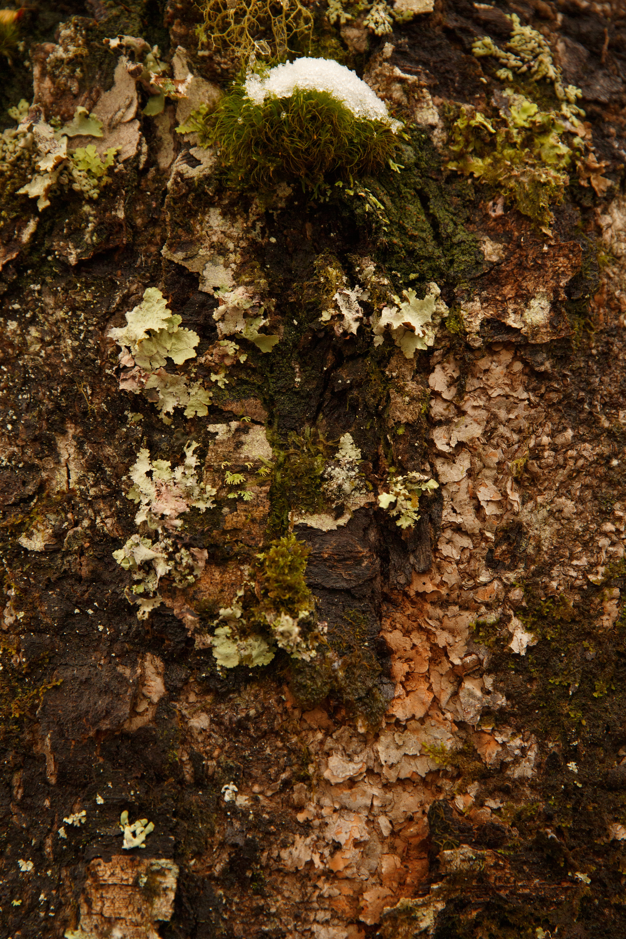 PEULLA, CHILE // 2019