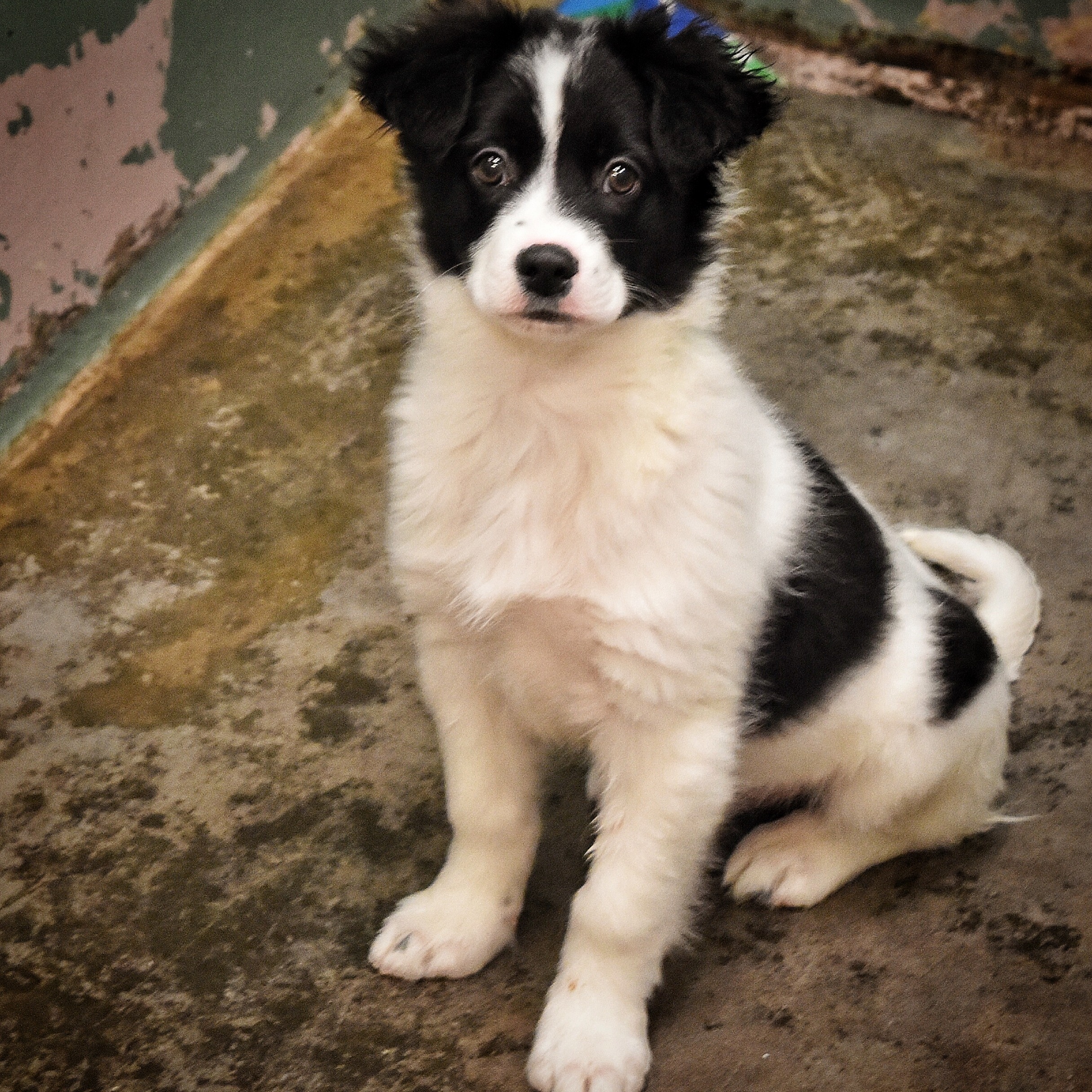 Jude is a cute mixed breed at the shelter!