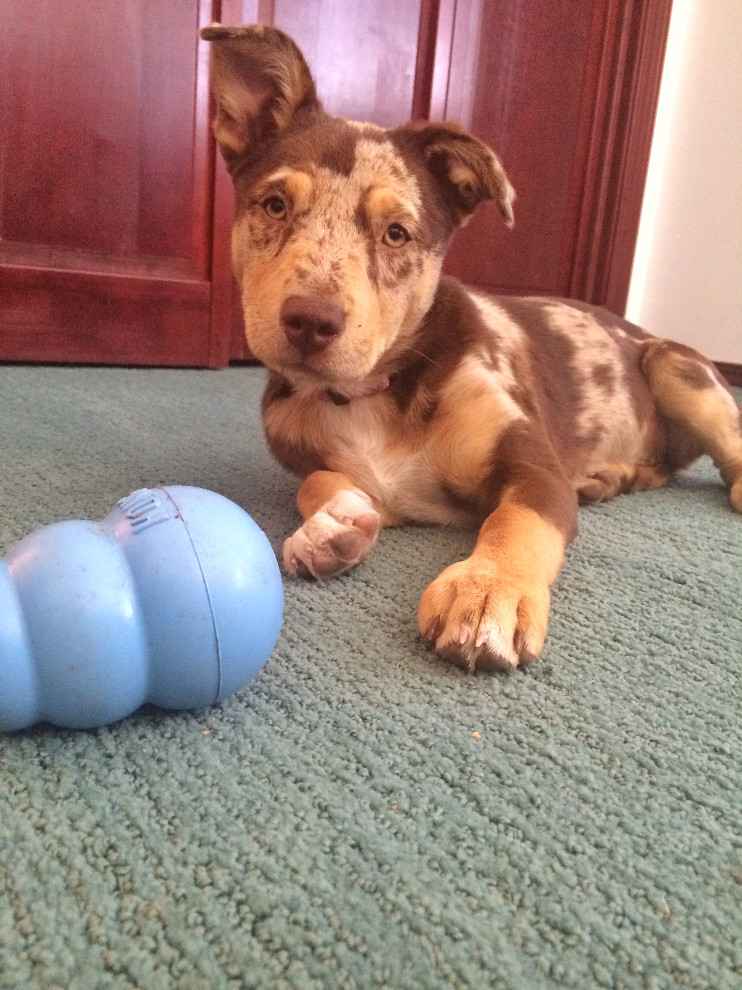 Tesla looking OG after eating her Kong